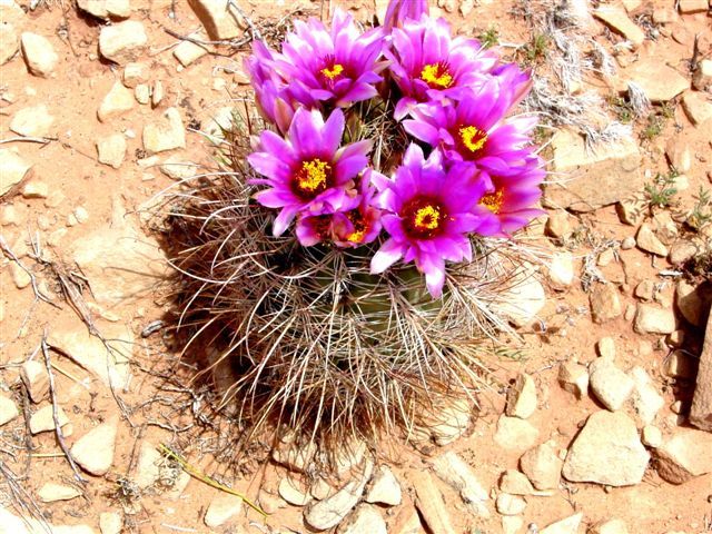 MoabFlowers (1074)